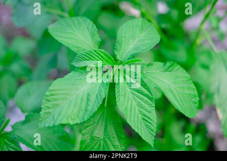 Gros plan de la plante populaire Nalta jute ou simplement jute également connu sous le nom de Saluyot, jew's malow, bush okra, et les épinards égyptiens. Mise au point sélective. Banque D'Images