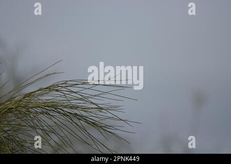 fines feuilles de plumes vertes dans le brouillard Banque D'Images