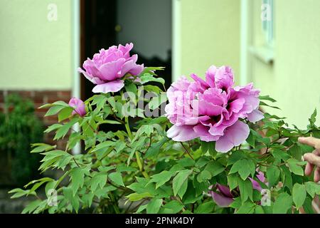 Groupe de pivoines doubles ou de pivoines rose vif (genre Paeonia) avec une paroi jaune en arrière-plan Banque D'Images