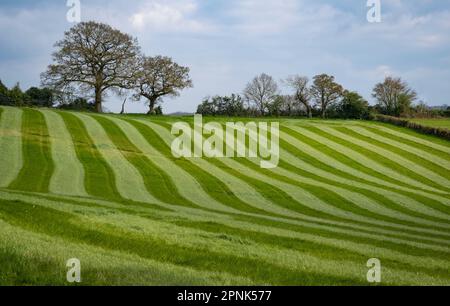 Rayures dans une herbe fraîche dans une prairie vallonnée sur une ferme du Worcestershire. Banque D'Images