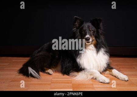 Shetland Sheepdog dans le salon regardant l'appareil photo Banque D'Images