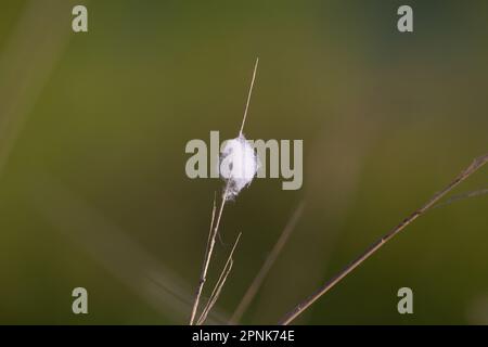 tige de conge avec des graines de saule capturées dans une balle dans le vent isolée sur un fond vert pâle naturel Banque D'Images