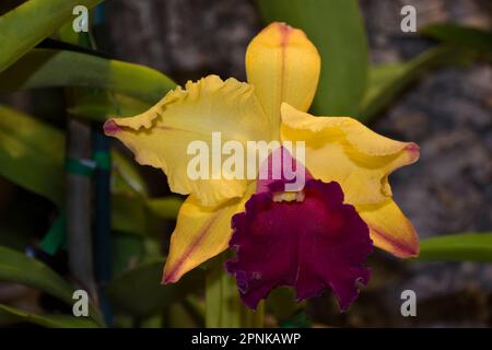 Belle fleur d'orchidée Cattleya aux pétales jaunes et bordeaux et aux feuilles vertes Banque D'Images