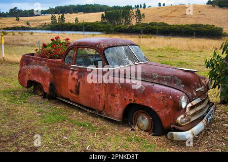Pick-up Chevrolet classique abandonné de couleur rouge rouille avec lichen sur la carrosserie de la voiture utilisé comme boîte à fleurs pour les géraniums et les pétunias Banque D'Images