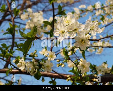 Gros plan des fleurs blanches fraîches de prunus cerasifera (prune myrobalan) au soleil au printemps Banque D'Images