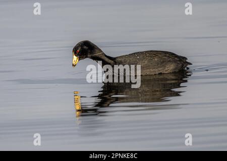 Cuisine américaine (Fulica americana) à la recherche de nourriture Banque D'Images