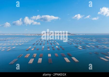 Vue aérienne des tables d'huîtres sur l'Etang de Thau en Occitanie, France Banque D'Images