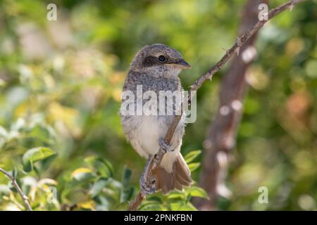 La petite crevette à dos rouge (Lanius collurio) est un oiseau de passereau carnivore appartenant à la famille des lanidés. Banque D'Images