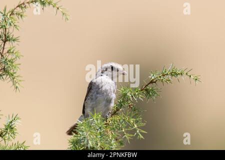 La petite crevette à dos rouge (Lanius collurio) est un oiseau de passereau carnivore appartenant à la famille des lanidés. Banque D'Images