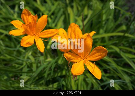 Belle fleur de nénuphars orange dans le jardin d'été, fond vert naturel Banque D'Images