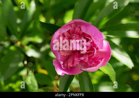 La pivoine ou le paeon - plante à fleurs du genre Paeonia, le seul genre de la famille des Paeoniaceae. Ils sont originaires d'Asie, d'Europe et de l'Occident Banque D'Images