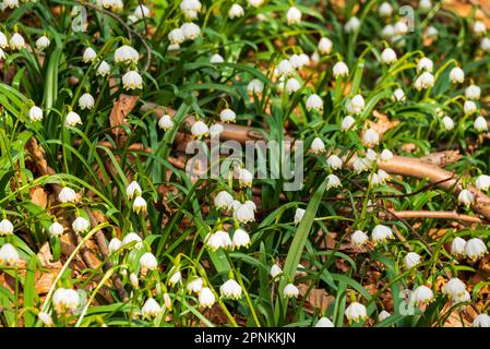 Photo pleine image du flocon de neige à fleurs de printemps (Leucojum vernum) dans une forêt en Allemagne Banque D'Images