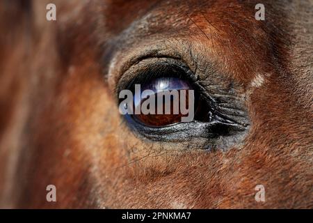 Gros plan sur un œil de cheval Banque D'Images