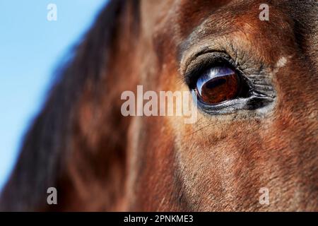 Gros plan sur un œil de cheval Banque D'Images