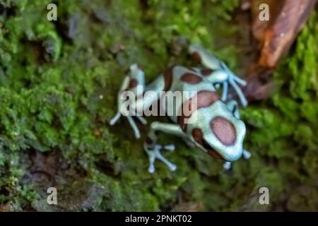 La grenouille verte et noire (Dendrobates auratus) ou la grenouille verte et noire. gros plan Banque D'Images