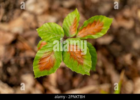 Gros plan d'un hêtres qui chevalent dans une forêt avec des feuilles vertes et des taches brunes partiellement flétrissent Banque D'Images