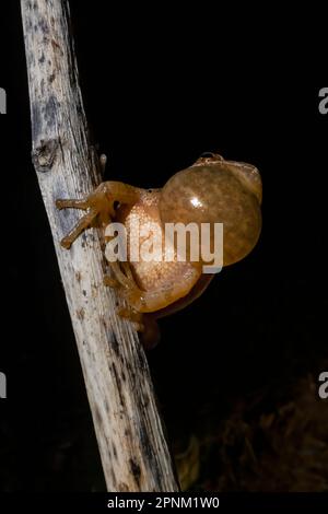 Peeper de printemps, Pseudacris crucifer, mâle qui appelle pendant la saison d'accouplement au printemps le long d'un étang permanent dans le centre du Michigan, aux États-Unis Banque D'Images