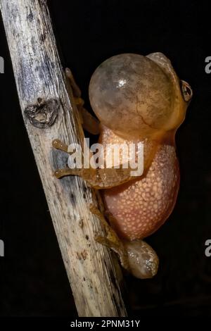 Peeper de printemps, Pseudacris crucifer, mâle qui appelle pendant la saison d'accouplement au printemps le long d'un étang permanent dans le centre du Michigan, aux États-Unis Banque D'Images