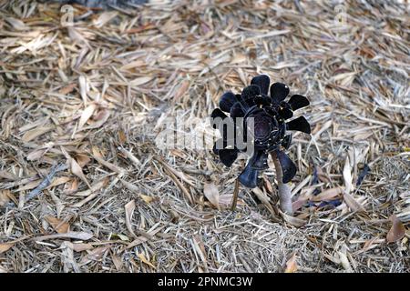 Aeonium Arboreum «Zwartkop» (rose noire). Banque D'Images