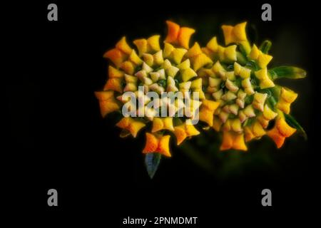 Les fleurs jaunes et orange non ouvertes sur deux fleurs de lantana naines ont été photographiées de près avec un objectif macro. On a utilisé une forte vignette et un effet orton. Banque D'Images