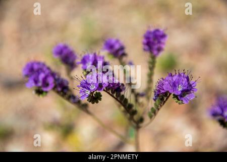 Ces chenilles de papillon sphinx sont occupées à s'empailler sur une fleur de premrose du soir sur Jubilee Pass dans le parc national de la Vallée de la mort, CA, USA. Banque D'Images