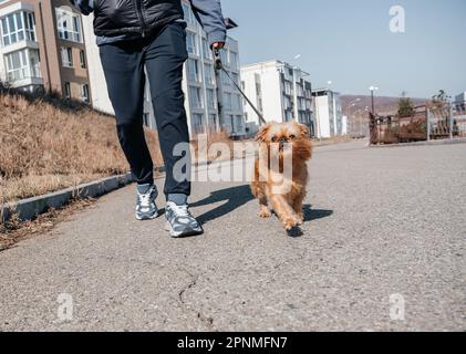 Marcher un chien Griffon de Bruxelles dans la ville. Chien et propriétaire pour une promenade. Banque D'Images