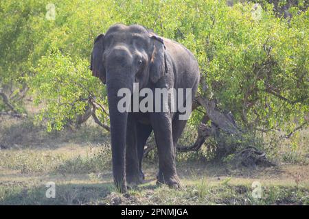 Dans l'éléphant sauvage Parc national de Yala, au Sri Lanka Banque D'Images