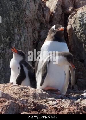 Manchot prenant soin de deux poussins en Antarctique Banque D'Images