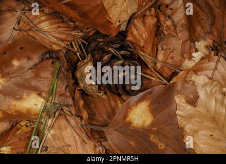 Arrière-plan avec cône de pin, feuilles brunes et aiguilles de pin sur le plancher de la forêt en automne Banque D'Images