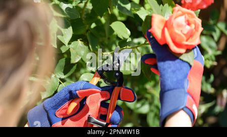 Le jardinier féminin en gants de protection coupe la fleur pour le bouquet Banque D'Images