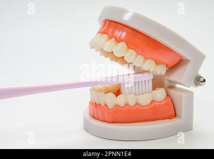 Brosse à dents et modèle de dent sur fond blanc Banque D'Images