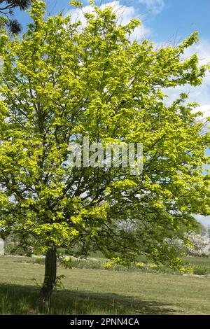 Érable jaune, Acer campestre 'Postelense' Banque D'Images