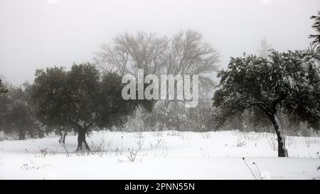 neige et temps brumeux dans la forêt Banque D'Images