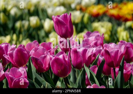 Tulipe tulipe violette Tulipa « Happy Family » Banque D'Images