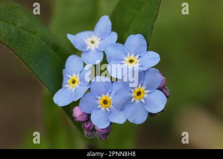 Gros plan sur les fleurs bleu clair du bois Forget-me-not Wildflower, Myosotis sylvatica Banque D'Images