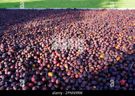 Fruits mûrs du café séchés sur le sol près d'Antigua Guatemala sous le soleil Banque D'Images