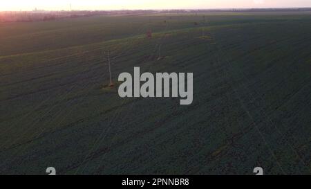 Belle vue sur le paysage des champs agricoles plantes agro-industrielles vertes et lignes haute tension dans le champ. Survolant les champs industriels agraires le matin ensoleillé en soirée. Lever, monter Banque D'Images