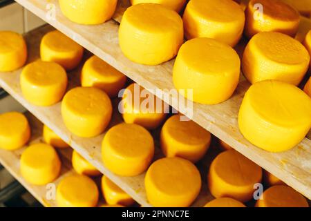 Abondance de têtes de fromage de chèvre sur les supports de plateau disposés à mûrir sur la ferme de fromage Banque D'Images