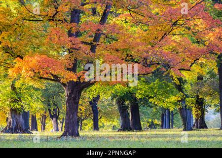 Arbres en automne avec feuillage coloré, été indien à Rosenstein Park, Stuttgart, Bade-Wurtemberg, Allemagne Banque D'Images