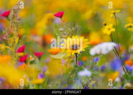Prairie fleurie aux fleurs colorées, Berghuelen, Bade-Wurtemberg, Allemagne Banque D'Images