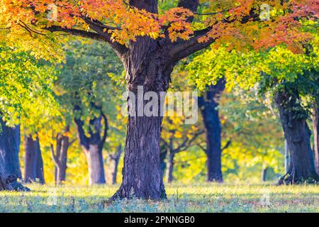 Arbres en automne avec feuillage coloré, été indien à Rosenstein Park, Stuttgart, Bade-Wurtemberg, Allemagne Banque D'Images