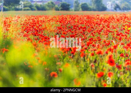 Champs de pavot, fleurs de pavot (Papaver rhoeas), agriculture extensive, Bad Urach, Bade-Wurtemberg, Allemagne Banque D'Images
