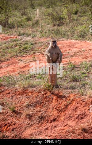 Singes en safari. Guenons dans le parc national de Tsavo, Kenya Banque D'Images