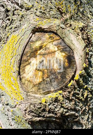 Détail d'un tronc d'arbre surmonté d'une branche coupée Banque D'Images