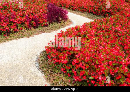 Trottoir courbés par le biais d'un parterre plein de fleurs rouges Banque D'Images