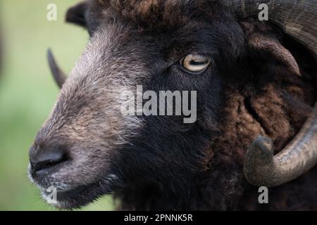 Gros plan et portrait d'un Heidschnucke, un mouton poilu avec des cornes rondes. La fourrure est sombre. L'accent est mis sur l'œil. Banque D'Images