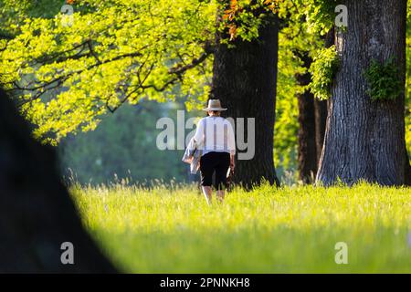 Vieux arbres, automne dans le parc Rosenstein, femme marchant dans le parc paysager de Bad Cannstatt, Stuttgart, Bade-Wurtemberg, Allemagne Banque D'Images