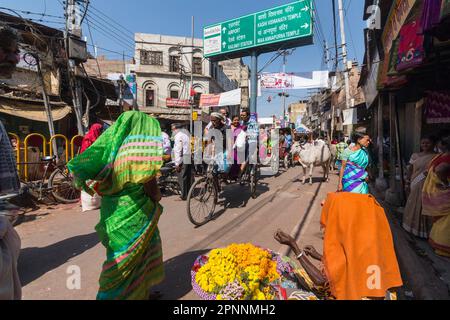 Vaches sacrées dans la rue, la circulation à Varanasi, il est considéré comme une ville sainte dans l'hindouisme, Varanasi, Uttar Pradesh, Inde Banque D'Images