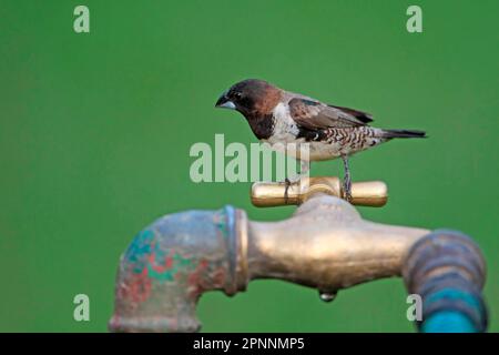 Bronze munir (Lonchura cucullata) adulte, perchée sur le robinet, Division occidentale, Gambie Banque D'Images