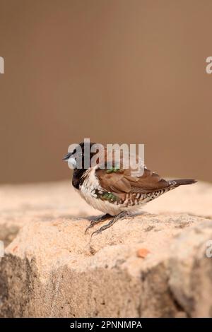 Bronze munir (Lonchura cucullata) adulte, debout sur le mur, Division occidentale, Gambie Banque D'Images